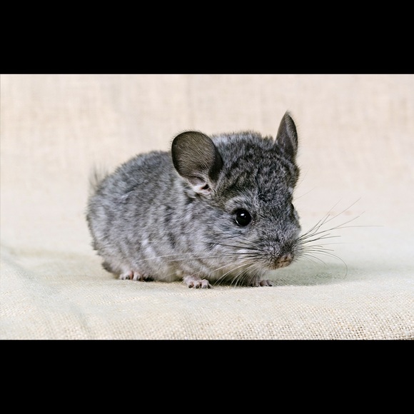 Meet your Posher, Chloee - Picture 1 of 1